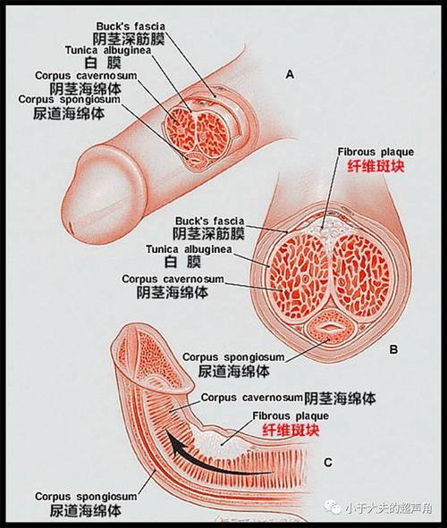 阴茎海绵体营养流失（海绵体的营养）