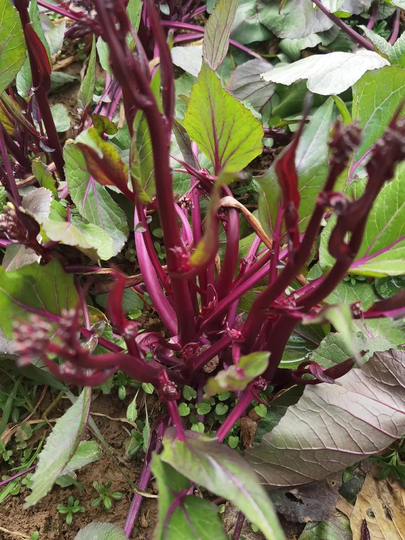 红菜薹的营养和功效（红菜苔的功效与作用百度百科）