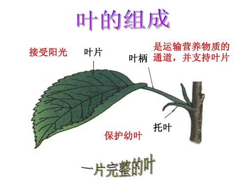 叶柄营养（叶柄的作用是支撑什么）