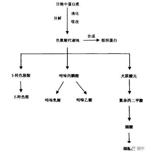 营养通路（营养通路管理流程）