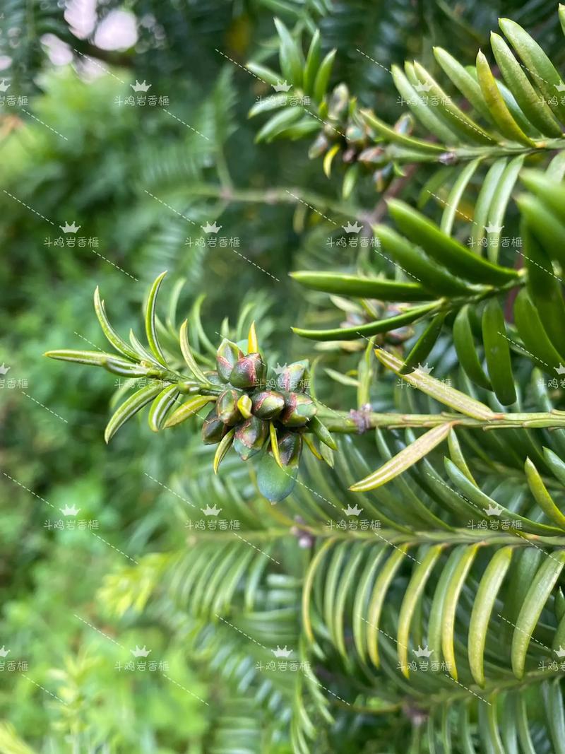 草榧吃了有什么营养（草榧和香榧的区别）