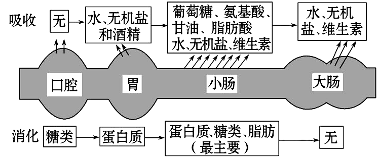 大肠怎么吸收营养（大肠吸收营养物质）