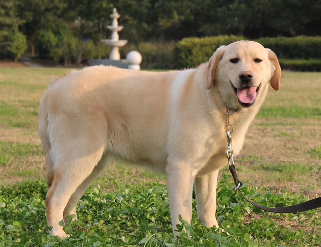 拉布拉多幼犬营养（拉布拉多幼犬营养怎么样）