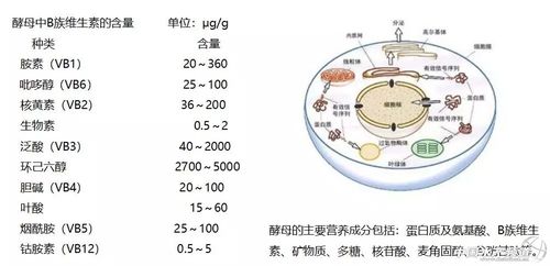 产生酵母菌需要营养（产生酵母菌需要营养物质吗）