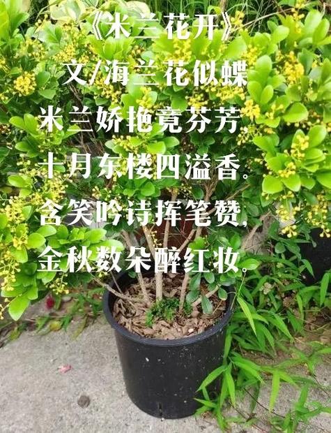 海兰花的营养价值（海兰花长什么样图片）