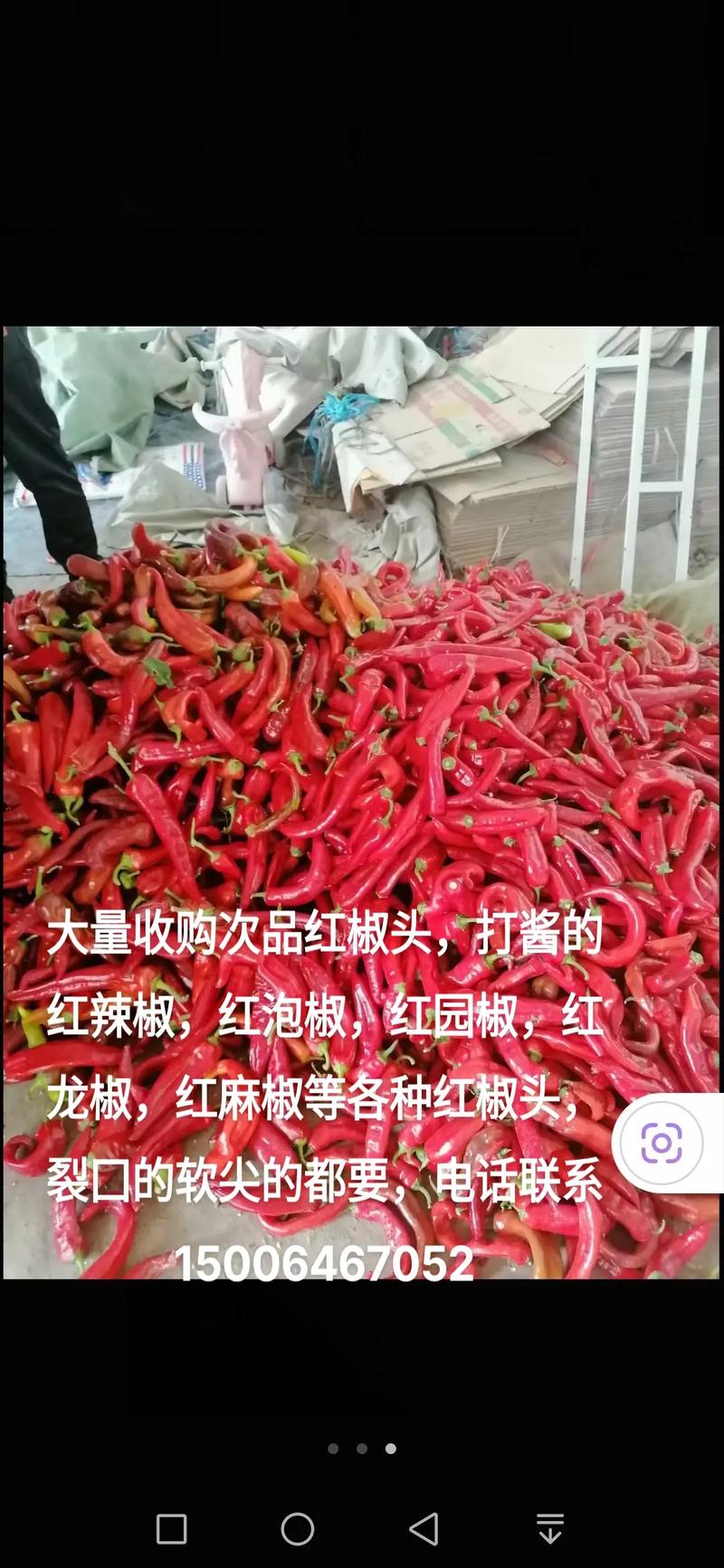 厚红椒营养（红辢椒的营养）