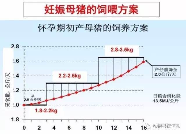 妊娠母猪营养需要（妊娠母猪的营养需要）