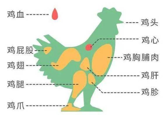 鸡肉哪个部位最有营养（鸡肉哪个部位最有营养呢）