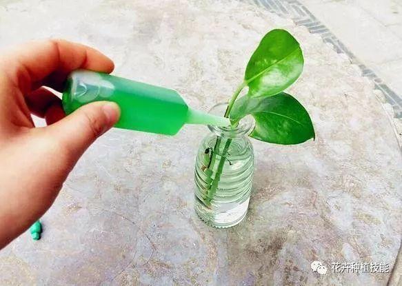 怎样自制植物营养液（自己制作植物营养液）