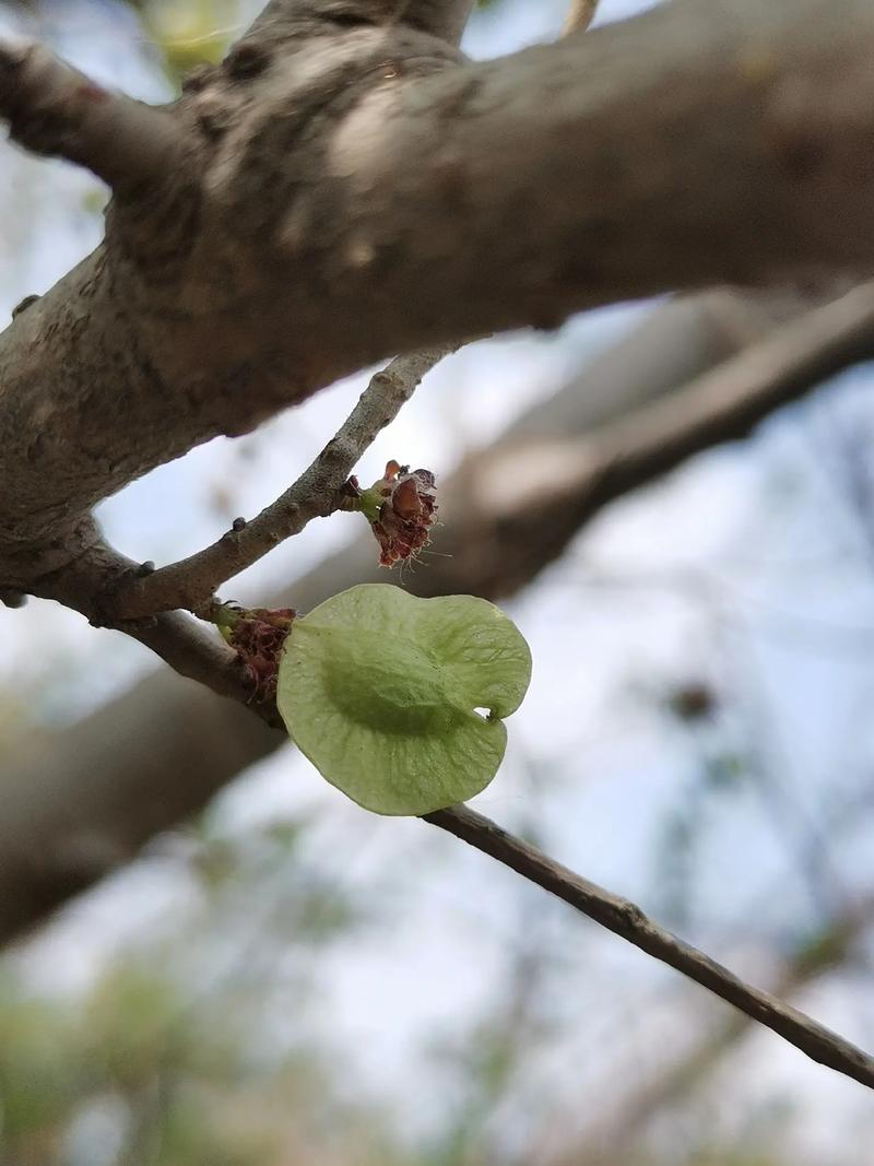 榆树花有什么营养（榆树花的营养成分）