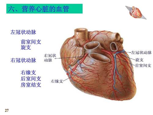 营养心肌的血管是（营养心肌的动脉是什么）