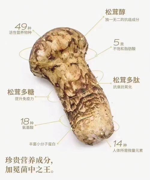 小炖肉的营养（小炖肉的营养成分表）