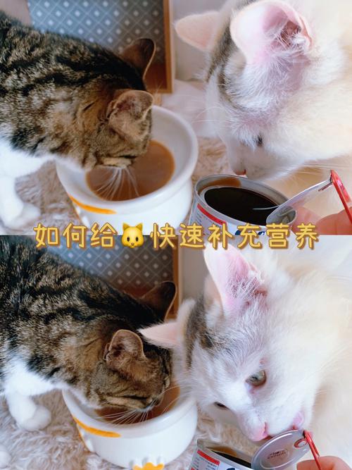 猫怎样喂食有营养（猫怎样喂食有营养的食物）