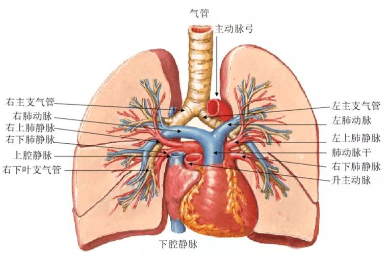 营养肺的支气管动脉（营养肺的支气管动脉发自主动脉什么部）