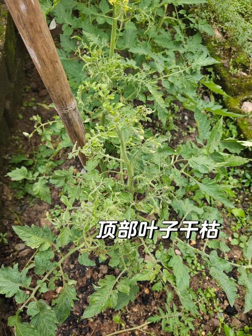 番茄树抢营养吗（番茄树有毒吗）