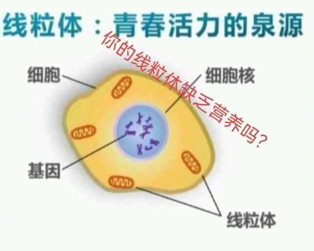 细胞营养与线粒体功能（细胞营养线粒体功能检查）