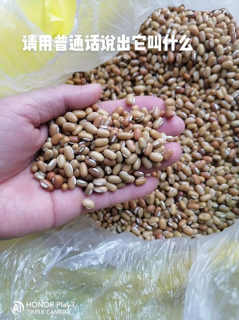 关于老鼠豆的营养的信息