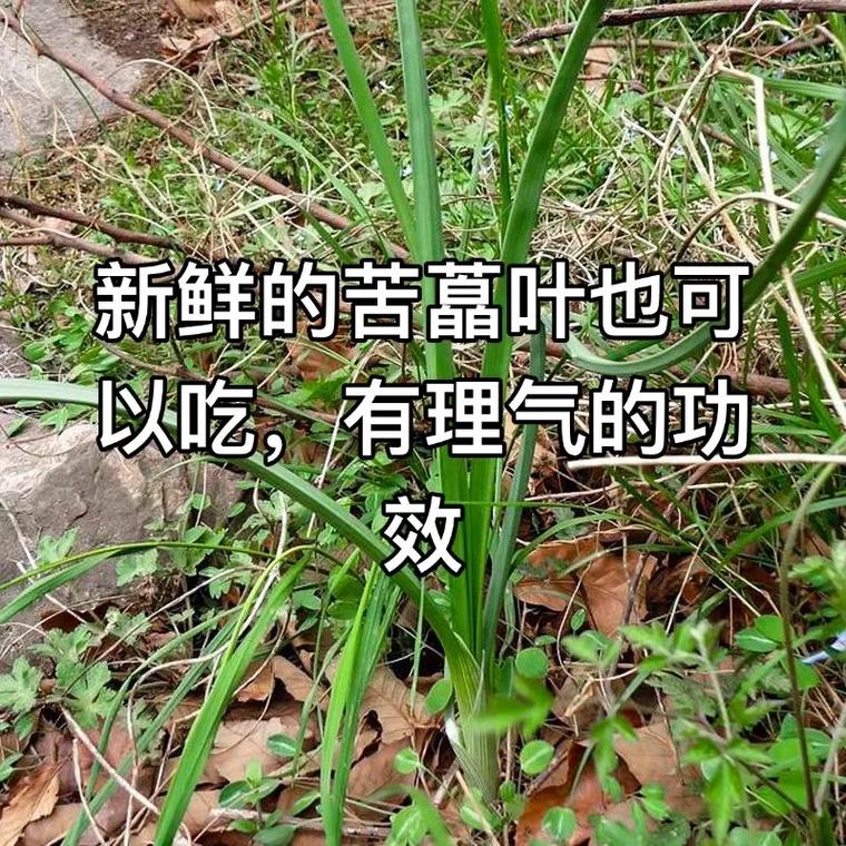 苦茭营养价值（苦茭有什么功能）