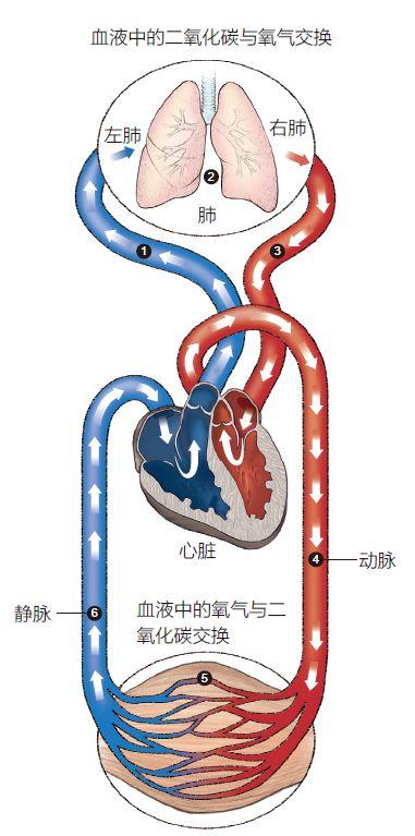 肺的营养血管（肺的营养血管是什么动脉）