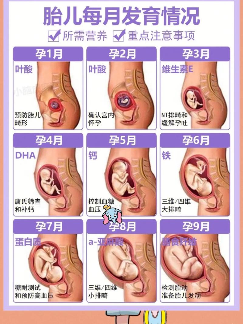 胎儿发育过程营养图（胎儿发育过程营养图片）