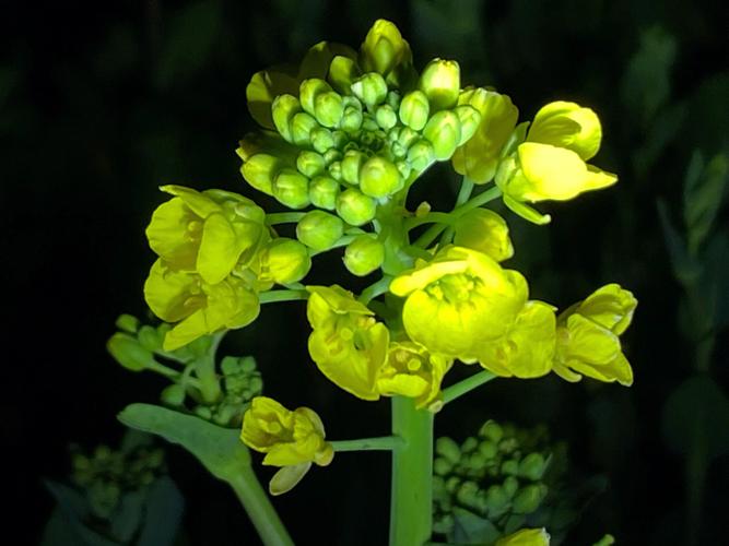 青菜花的营养价值（青菜花的营养价值和功效）