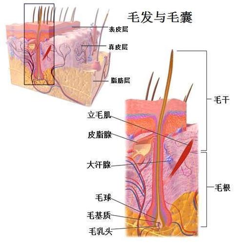 营养毛乳头（男人乳头上的毛怎么剪）