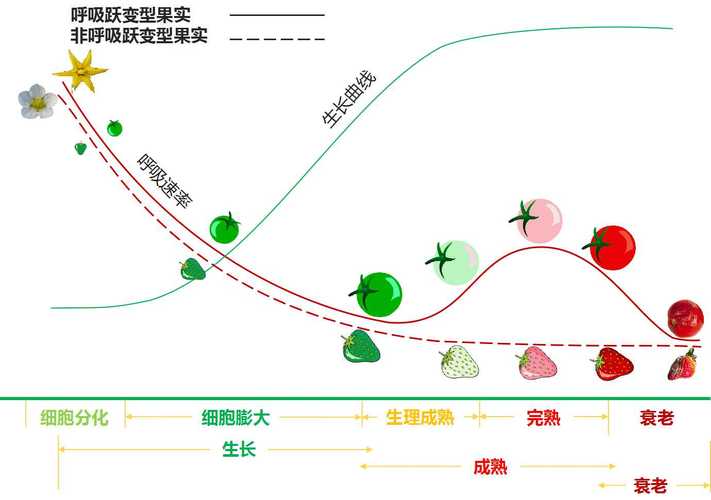 果树营养回流（果树营养回流图）