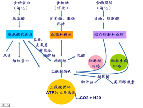 营养素关系图（营养素之间的关系）