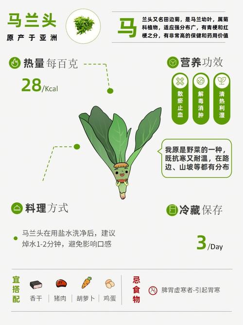 草头菜营养和功效（草头菜的营养价值）