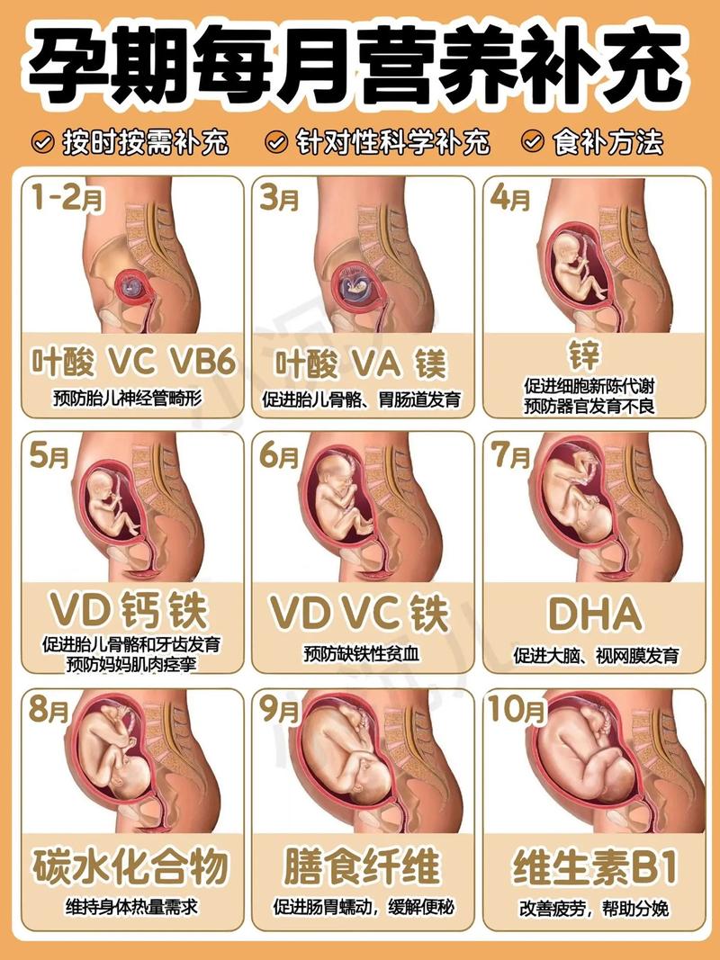 胎儿在母体怎样吸收营养（胎儿在母体怎么吸收营养）