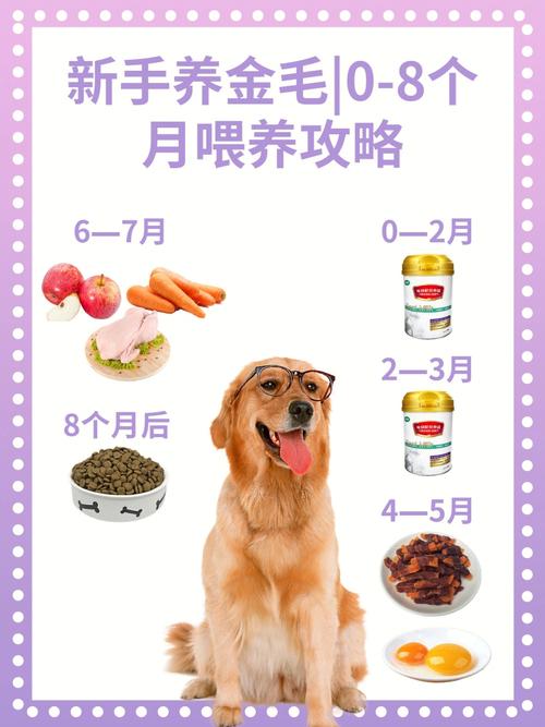 金毛犬喂什么有营养（金毛犬喂什么有营养价值）