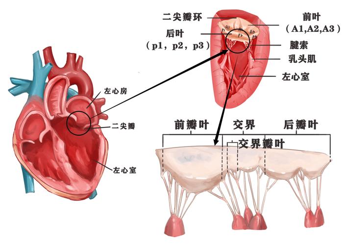 二尖瓣回流补什么营养（二尖瓣有回流）