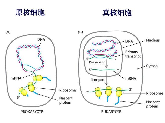 精核营养核（精核生物）