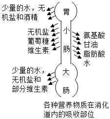 肠道都吸收什么营养（肠道都吸收什么营养物质）