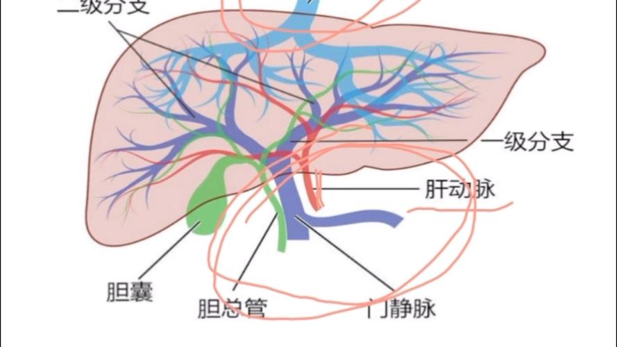 肝营养血管介绍（肝脏营养性血管）